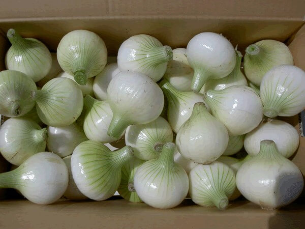 【先行予約受付中】志智玉ねぎさんの極早生たまねぎ